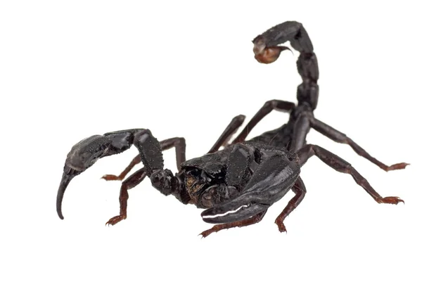 Asian Forest Scorpian also known as Heterometrus longimanus — Stock Photo, Image