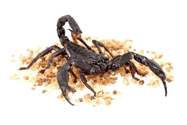 Scorpian de floresta asiática também conhecido como Heterometrus longimanus — Fotografia de Stock