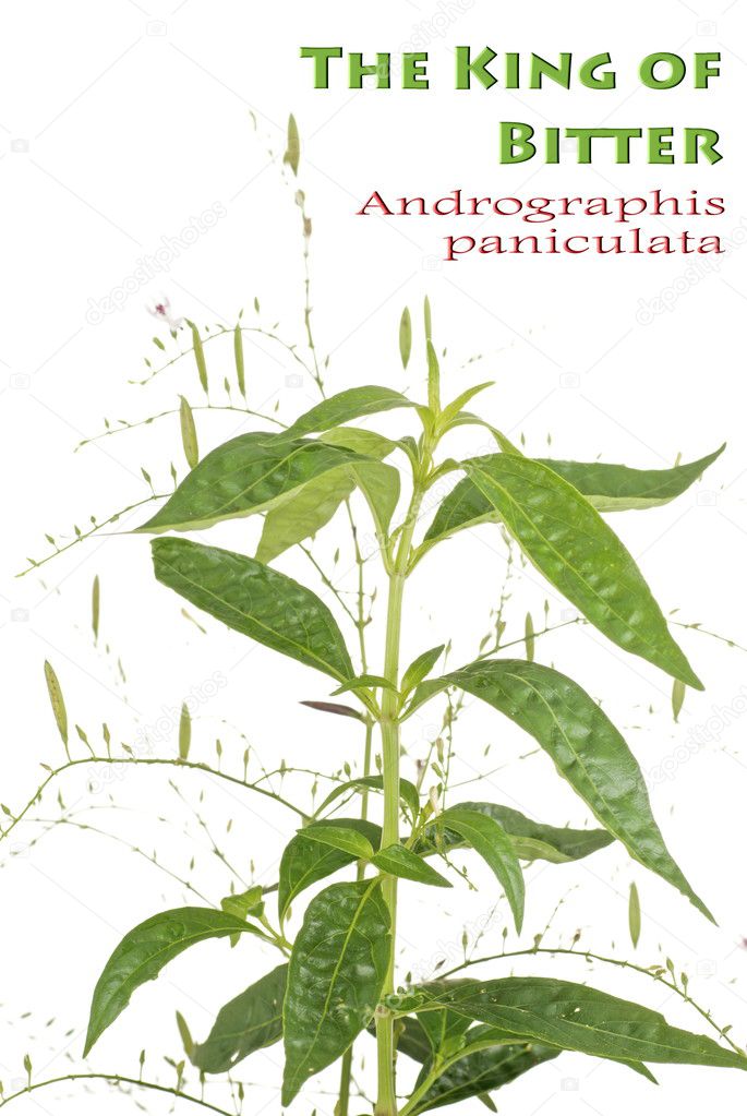 King of Bitter Herb - Andrographis paniculata