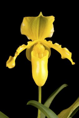 Paphiopedilum hybrid clipart