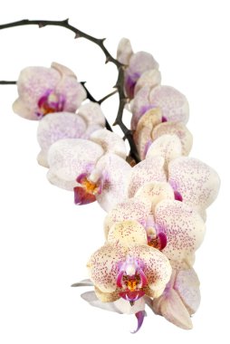 gün batımı sarı phalaenopsis