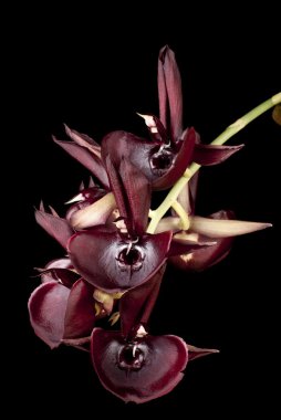 Cymbidium sp kırmızı