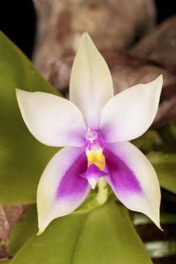 vahşi phalaenopsis Way normah