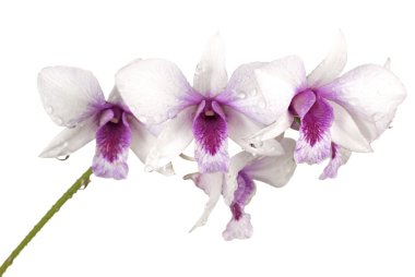 Dendrobium anosmum var semi album clipart