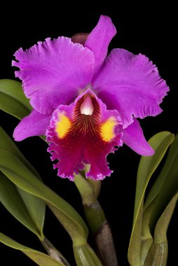 Cattleya labiata