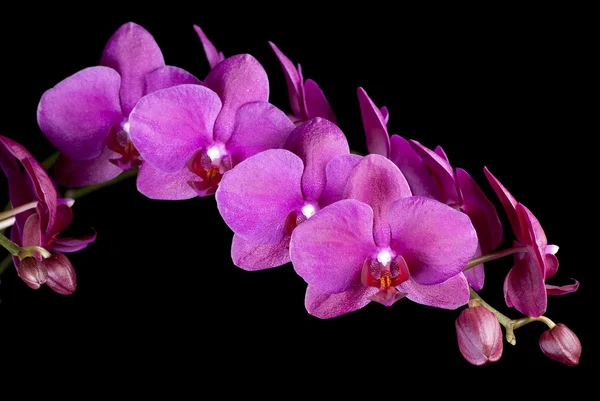 Paarse phalaenopsis — Stockfoto