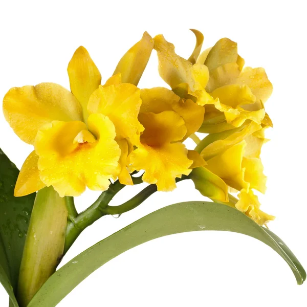 Fotos de Flor de orquídea cattleya, Imagens de Flor de orquídea cattleya  sem royalties | Depositphotos