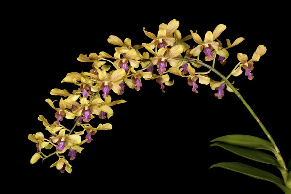 Dendrobium — Zdjęcie stockowe