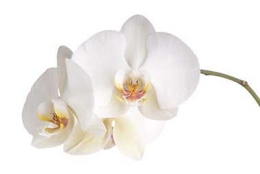 White Phalaenopsis Orchids clipart