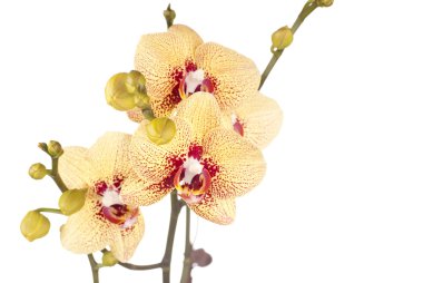 Yellow Phalaenopsis Orchids clipart