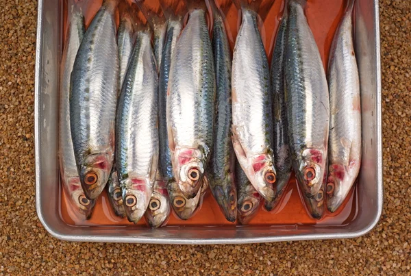 Färska sardiner eller sardineller gibbosa — Stockfoto
