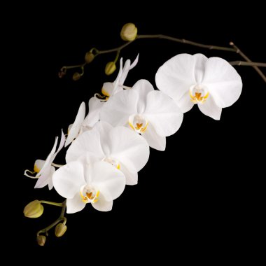 Beyaz phalaenopsis orkide