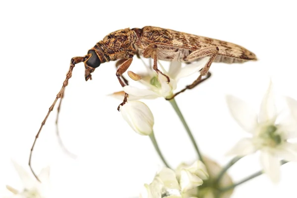 Çiçekli pırasa üzerinde uzun boynuz böceği (Cerambycidae sp) — Stok fotoğraf