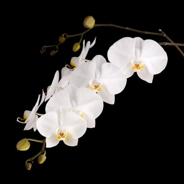 Witte phalaenopsis orchideeën — Stockfoto