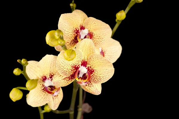 Orchidee di Phalaenopsis — Foto Stock