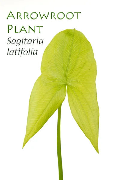 Arrowroot Plant or Sagitaria latifolia — Stock Photo, Image