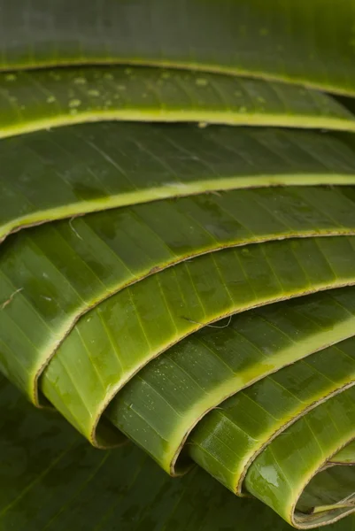 stock image Banana Leaves