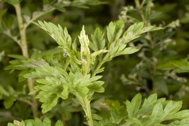 Mugwort - Artemisia vulgaris clipart