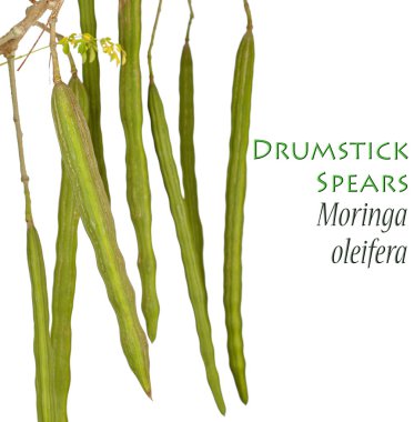 Drumstick Plant - Moringa oleifera clipart