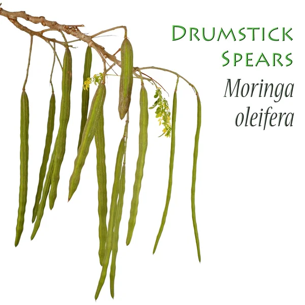 드럼 스틱 식물으로 알려진 또한 Moringa oleifera — 스톡 사진