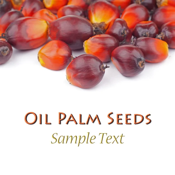 Oil palm Seeds — Stock Photo, Image
