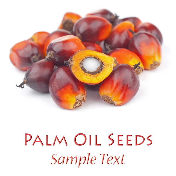 Palma olejná semena Stock Obrázky
