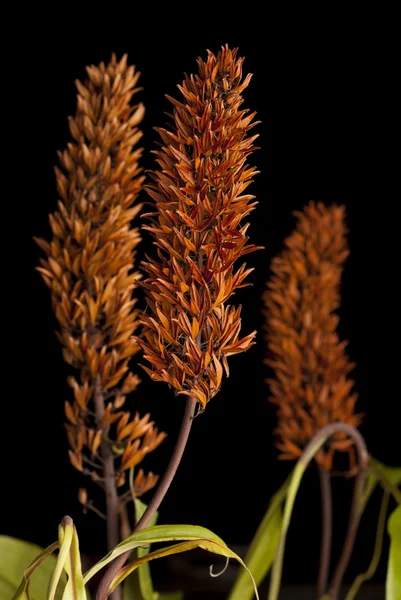 stock image Matured Pitcher Plant Flowers with Empty Seed Pods