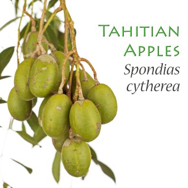 Young Tahitian Apples - Spondias cytherea clipart