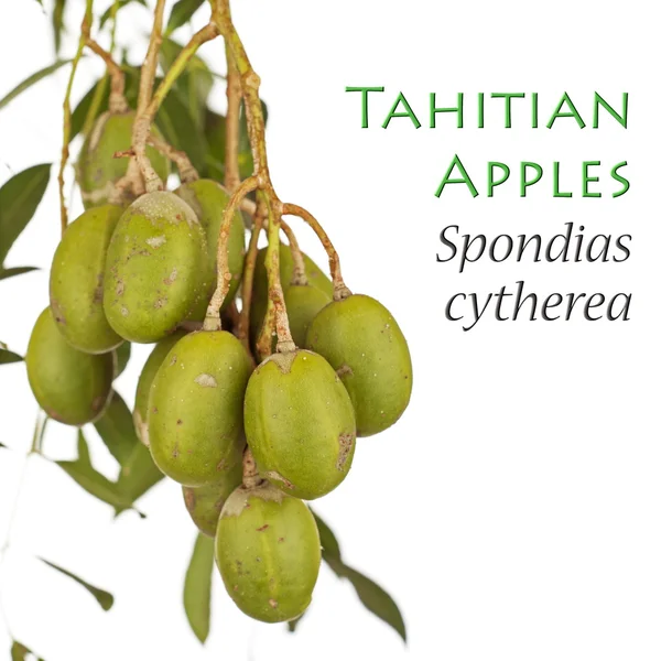 Young Tahitian Apples - Spondias cytherea — Stock Photo, Image