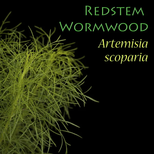 Verme-do-tronco-vermelho - Artemisia scoparia — Fotografia de Stock