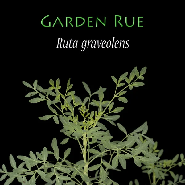 Ruta graveolens, známé jako zahradní routa Royalty Free Stock Obrázky