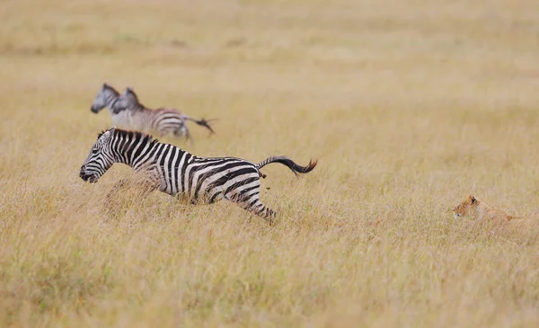 Bir dişi aslan zebra korktum — Stok fotoğraf
