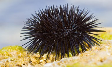 Sea urchin on a rock by the sea clipart