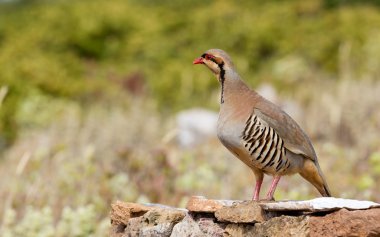 Chukar Partridge (Alectoris chukar) clipart