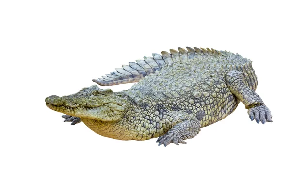 Nijlkrokodil (Crocodylus niloticus geïsoleerd) — Stockfoto