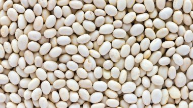 Bean seeds medium sized clipart