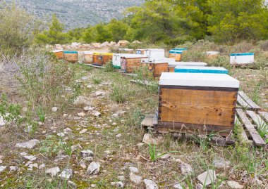 Bee hives in a forest clipart