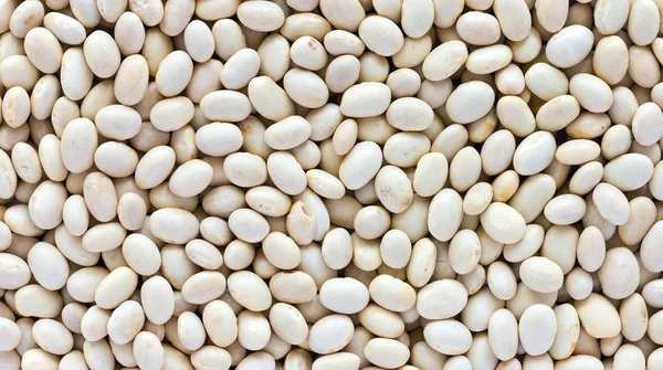 Семена бобов среднего размера — стоковое фото