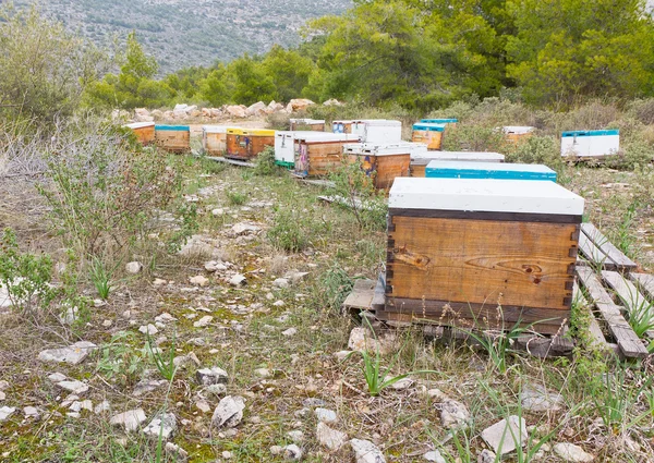 Colmeias de abelhas em uma floresta — Fotografia de Stock