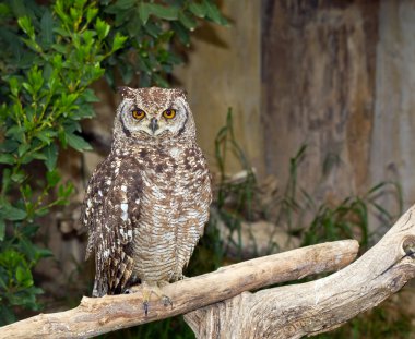 Spotted Eagle-Owl (Bubo africanus) clipart