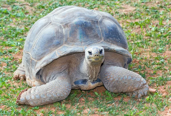 Aldabra giant tortoise (Aldabrachelys gigantea), from Seychelles islands one of the largest in the world.