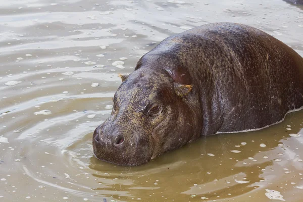 Um raro hipopótamo pigmeu (Choeropsis liberiensis) parcialmente submerso — Fotografia de Stock
