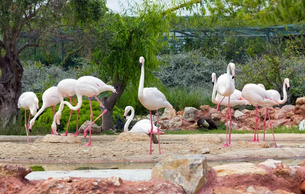 Flamingos in einem Park — Stockfoto