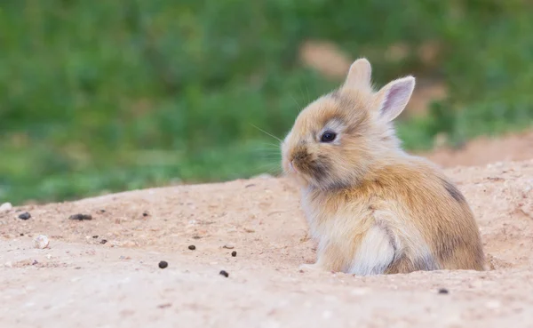 Pequeno coelhinho bonito — Fotografia de Stock
