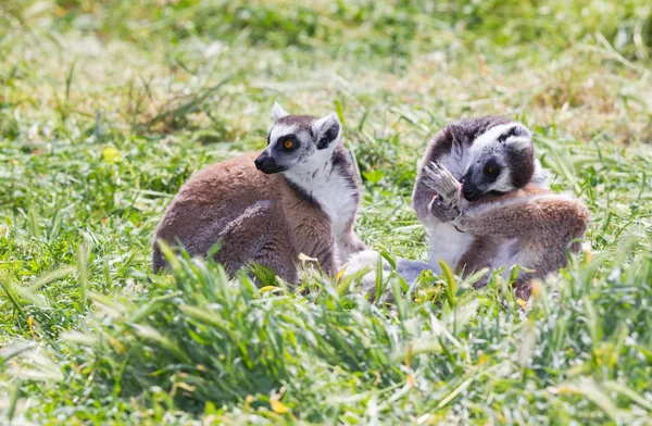 A pair of ring-tailed lemurs — Stock Photo, Image