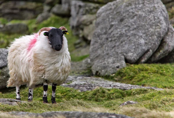 Dartmoor Sheep — Stock Photo, Image