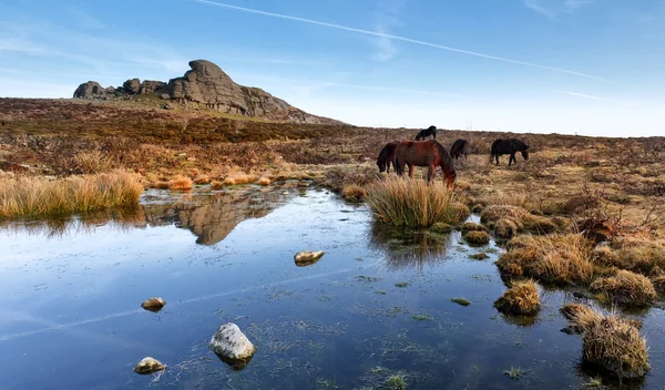 해당, Dartmoor 국립 공원 — 스톡 사진