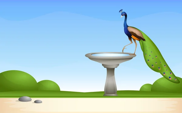Ilustración de un jardín con fuente y un hermoso pavo real — Vector de stock