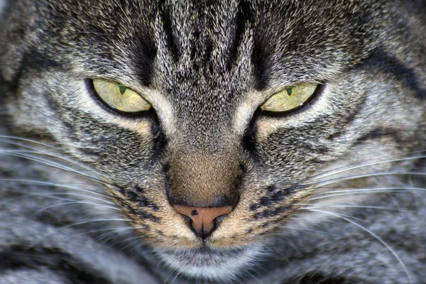 고양이닫기 — 스톡 사진