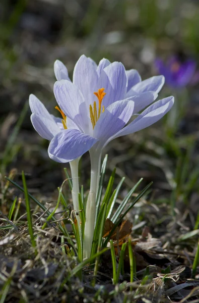 Blumen, Krokusse — Stockfoto